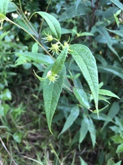 Asteraceae
