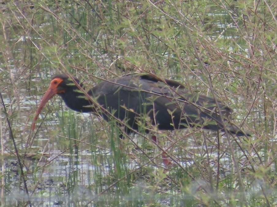Sharp-tailed Ibis (Cercibis oxycerca), photo 6