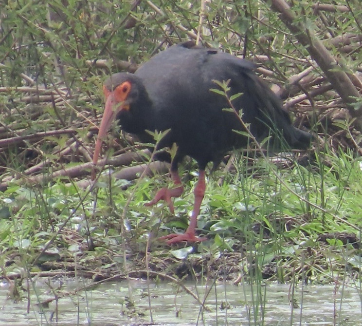 Sharp-tailed Ibis (Cercibis oxycerca), photo 7