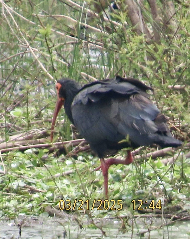 Sharp-tailed Ibis (Cercibis oxycerca), photo 8