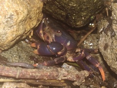 Geothelphusa miyazakii