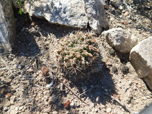 Gymnocalycium monvillei