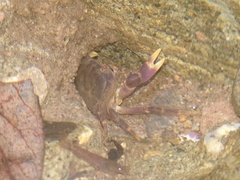 Geothelphusa miyazakii