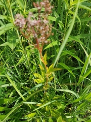 Filipendula rubra