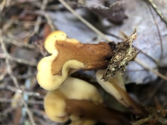 Spathulariopsis velutipes