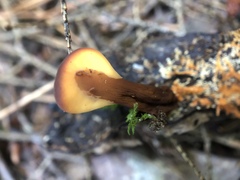 Spathulariopsis velutipes