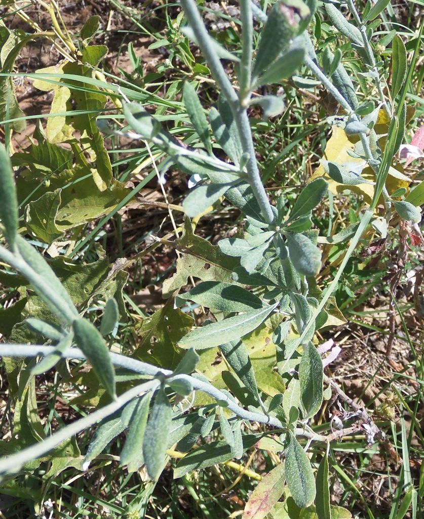 Annual Buckwheat (Plants of John Martin Reservoir State Park) · iNaturalist