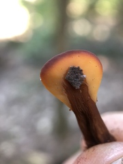 Spathulariopsis velutipes