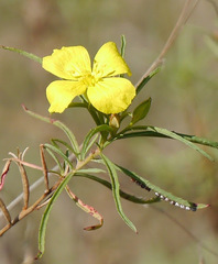 Oenothera berlandieri pinifolia