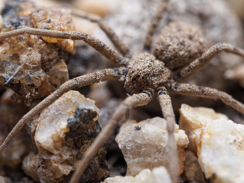 Homalonychus theologus Chamberlin, 1924