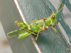 Bootettix argentatus