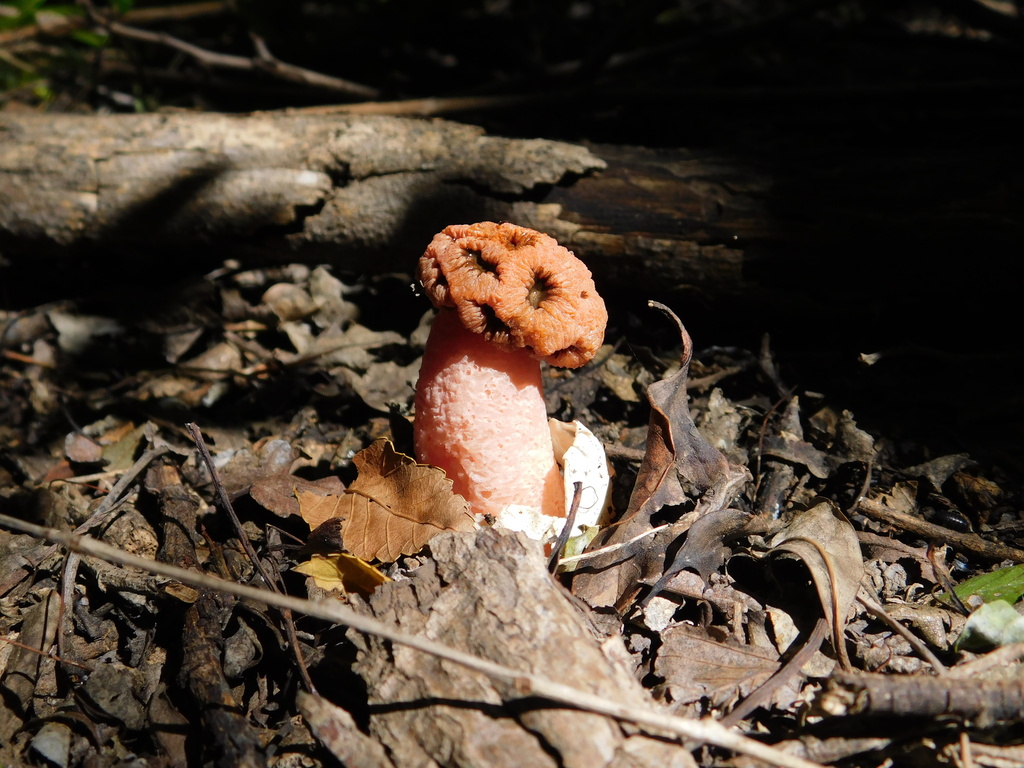 Lysurus sphaerocephalus · March 2025 · photo: © alfanova (iNaturalist, cc-by-nc)