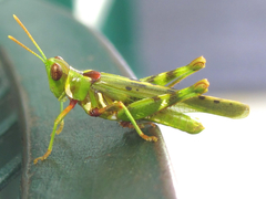 Bootettix argentatus