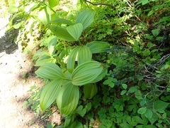 Veratrum viride
