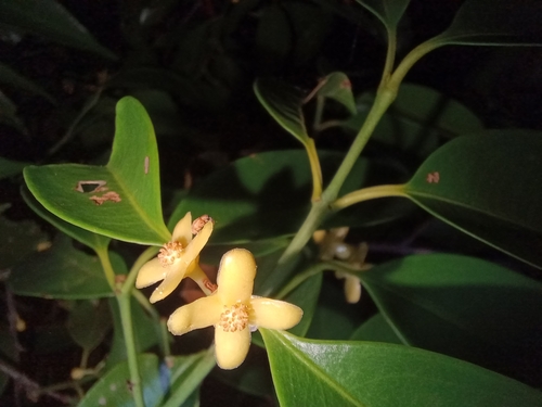 Garcinia cowa observed 2025-03-21