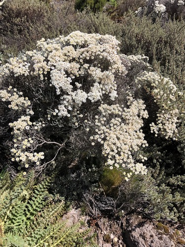 Helichrysum citrispinum image