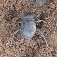 Cryptoglossa infausta
