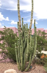 Trichocereus macrogonus