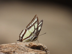 Polyura narcaea