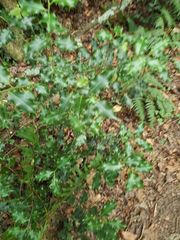 Ilex aquifolium