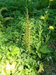 Pedicularis bracteosa