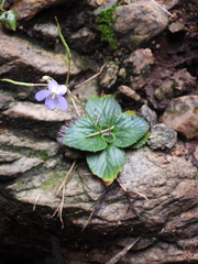 Dorcoceras hygrometricum