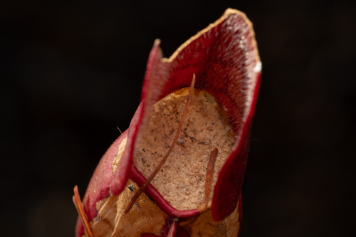 Epauletted Pitcher Plant Moth photo 5
