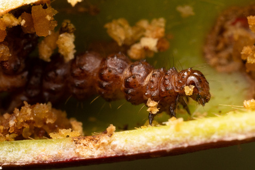 Epauletted Pitcher Plant Moth photo 4