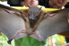 Lesser Musky Fruit Bat photo 1