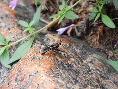 Acanthaspis cincticrus