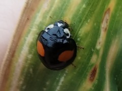 Harmonia axyridis