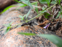 Acanthaspis cincticrus