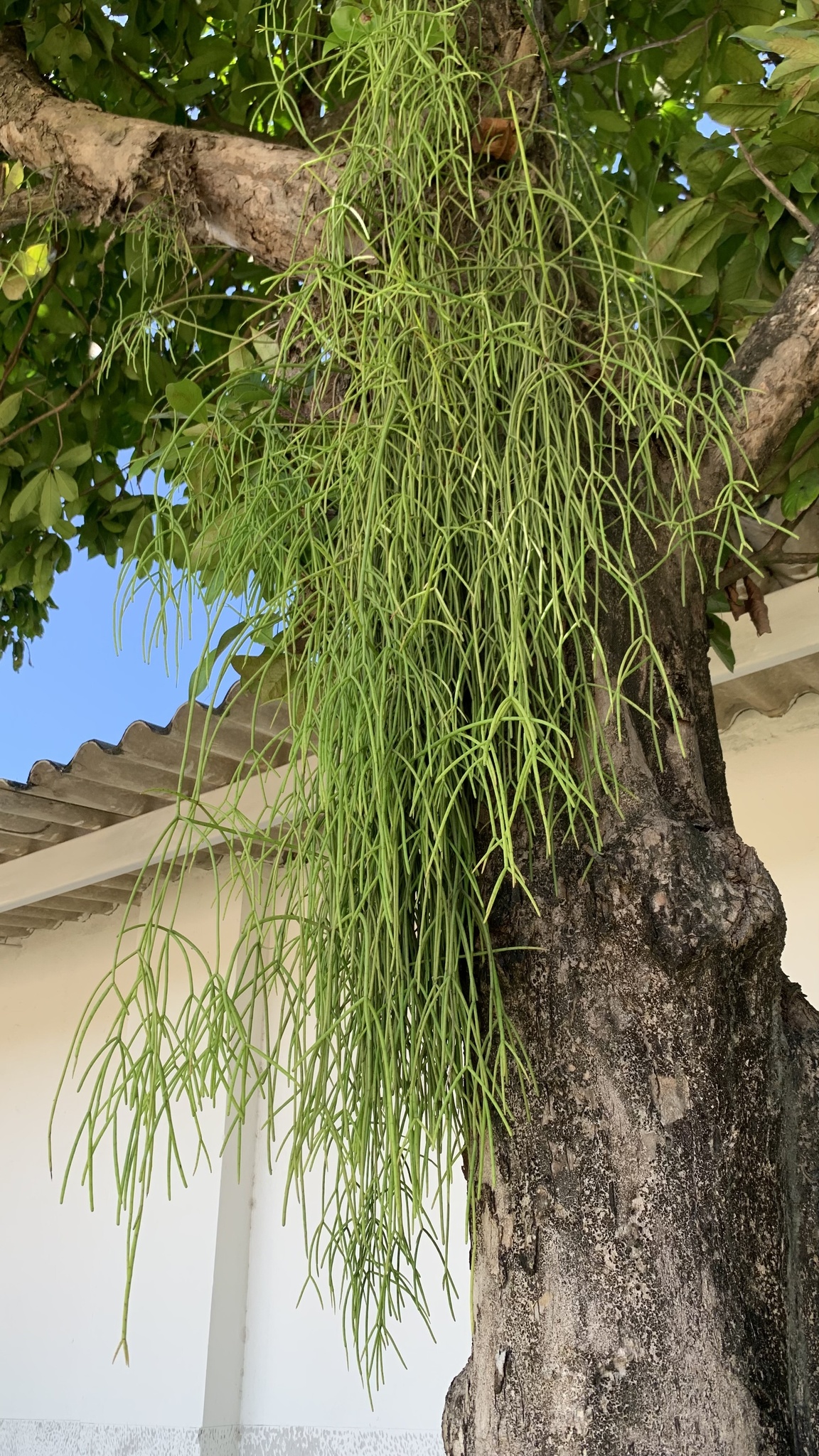 Rhipsalis baccifera