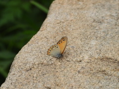 Coenonympha amaryllis
