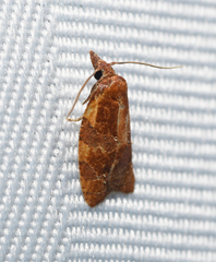 Cenopis diluticostana