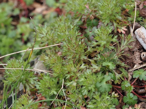 Image of Mossy Saxifrage (Saxifraga fragosoi) by (c) Louis Aureglia, some rights reserved (CC BY)