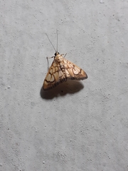 Nosophora euryterminalis