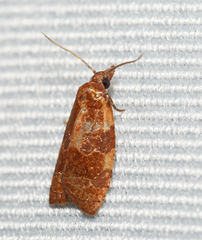 Cenopis diluticostana