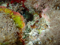 Parablennius incognitus