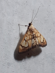 Nosophora euryterminalis