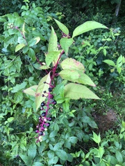 Phytolacca americana