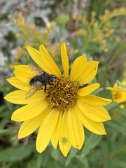 Helianthus nuttallii