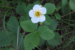 Fragaria orientalis