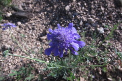 Scabiosa comosa