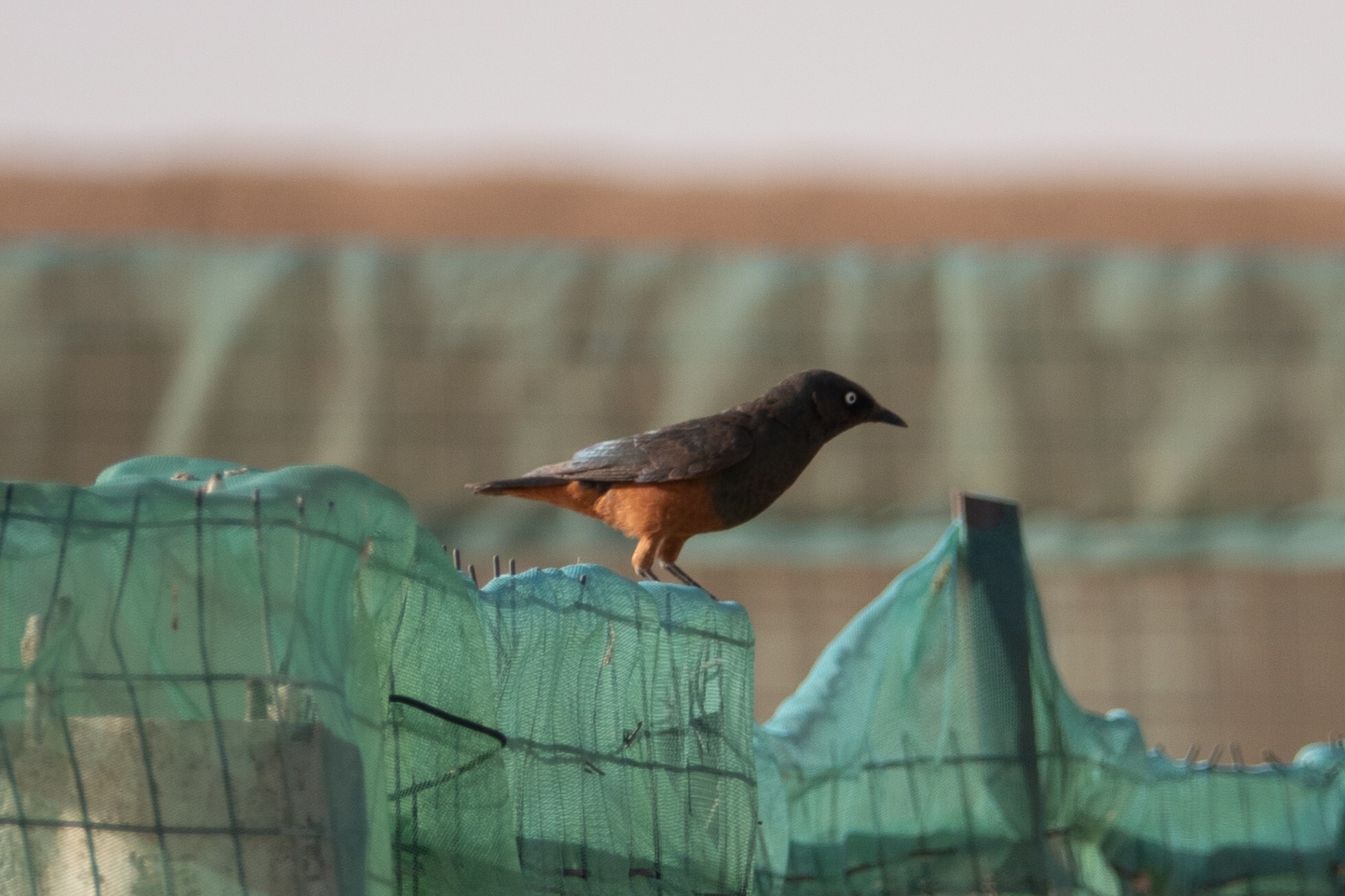 Chestnut-bellied Starling (Lamprotornis pulcher), photo 2