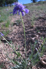 Scabiosa comosa