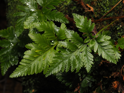 Humata trifoliata iNat (2)