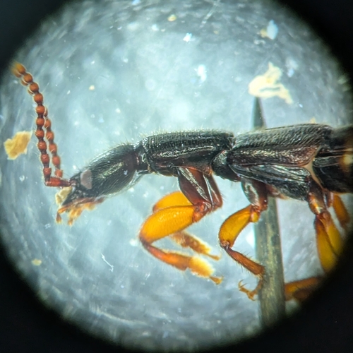 Lathrobium armatum