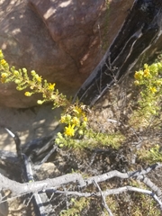 Deinandra minthornii