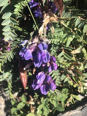 Oxytropis montana